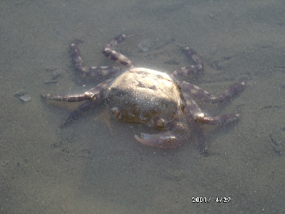 crab