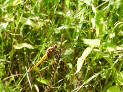 dragonfly