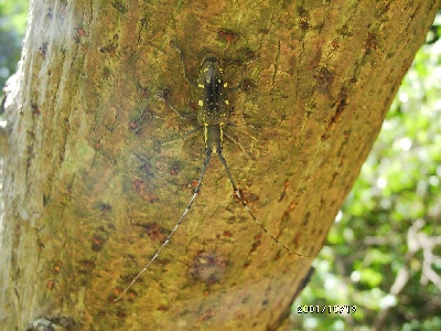 insect