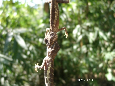 lizard