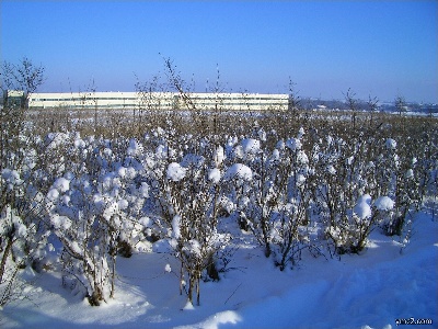 Snow