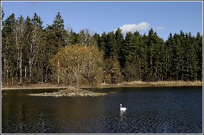 swan