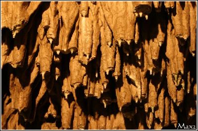 Stalactite