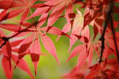 leaves