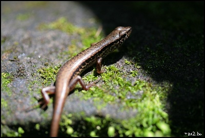 Skink