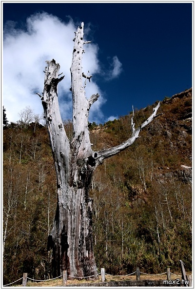 Tree of Mother