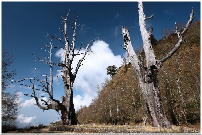 couple trees
