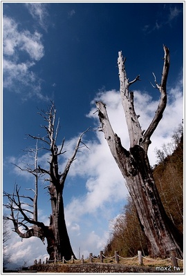 Couple Trees
