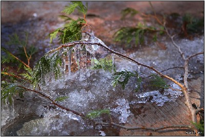 Icy
