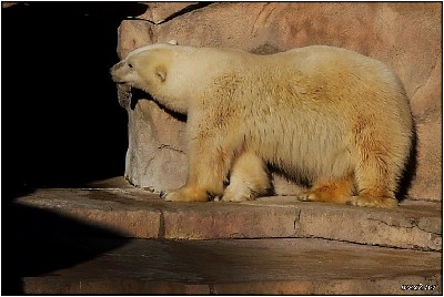 Polar bear
