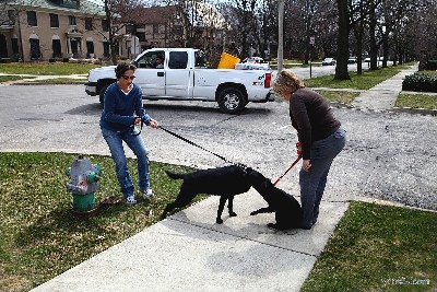 Dog Fight