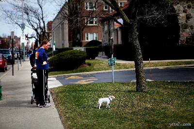 Dog