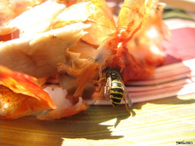 Bee