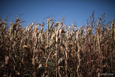 Corn