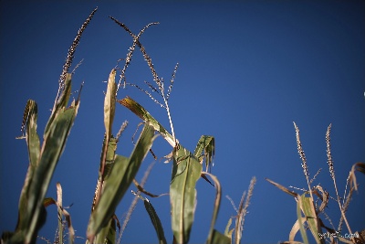 Corn Leaf