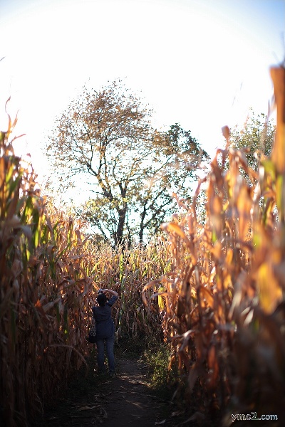 Corn Maze