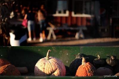 Pumpkin