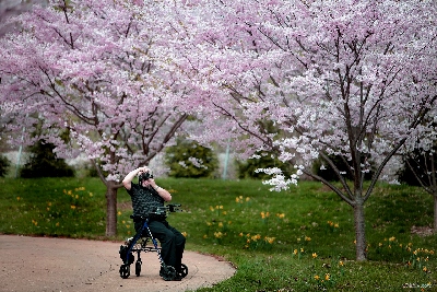 Cherry Blossom