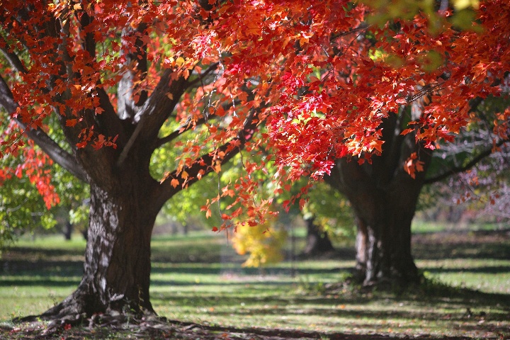 Arboretum