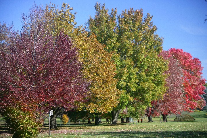Trees